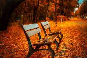 pixabay_bench-560435_640